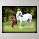 Search for draft horse Pony
