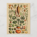 Search for veggie postcards Vegetables