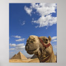 Search for giza pyramids posters Cheops