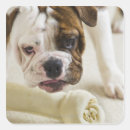 Search for aggressive stickers Animal