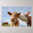 Search for bovine posters Farm