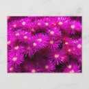 Search for aster postcards Pink