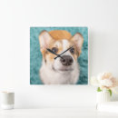 Search for corgi clocks Dog