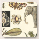 Search for turtle barware Cream