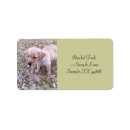 Search for labrador retrievers return address labels Yellow labrador retriever