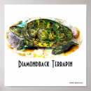 Search for diamondback posters Terrapin