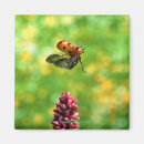 Search for ladybird magnets Outdoors