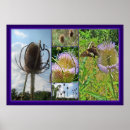 Search for thistle posters Wildflower