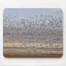 Search for migration mouse mats Bird