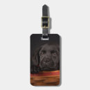 Search for basket travel accessories Domestic animals