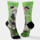 Search for staffy hoodies Dog