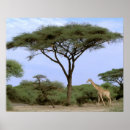 Search for camelopardalis posters Wildlife