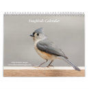 Search for oriole Mockingbird