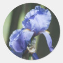 Search for bearded photography Garden