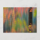 Search for big tree horizontal postcards Forest