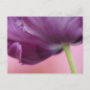 Search for petal postcards Close up