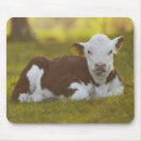 Search for calf mouse mats Colour image