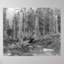 Search for stump posters Cut