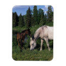 Search for foal magnets Equestrian