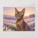 Search for abyssinian cat Orange