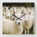 Search for square sheep posters Field