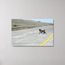 Search for baboon canvas prints Outdoors