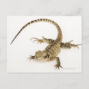 Search for cold blooded postcards Lizard