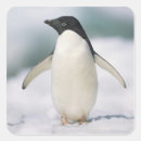 Search for adelie penguin stickers Full length