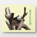 Search for panda photography Wild