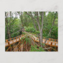 Search for skywalk Forest