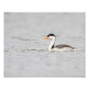 Search for grebes posters Nature