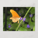 Search for pretty blue butterflies postcards Nature
