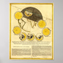 Search for moon map posters Phases