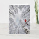 Search for red cardinals cards Winter
