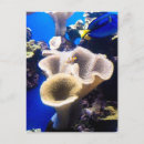 Search for finding nemo Ocean