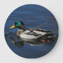 Search for hunting clocks Mallard