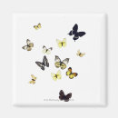 Search for stuff shot magnets Animal