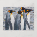 Search for inger postcards Antarctica