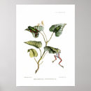 Search for frog illustration posters Amphibian