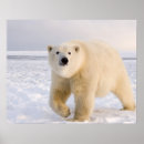 Search for ursus maritimus posters Wildlife