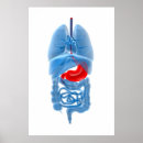 Search for large intestines posters Biomedical illustrations