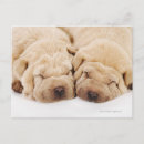 Search for pei postcards Animal