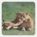 Search for kenya lion stickers Sitting