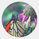 Search for orange butterfly stickers Photography