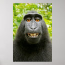 Search for happy monkey posters Wildlife