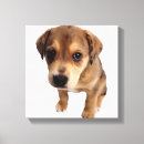Search for breed canvas prints Studio shot