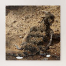 Search for toad photo photography Nature
