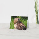 Search for red tail cards Hawk
