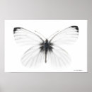 Search for one shot art Butterfly