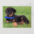 Search for rottweiler puppy postcards Puppies